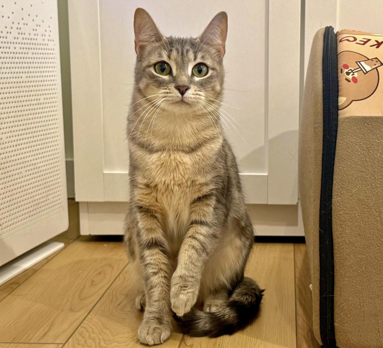 Bean, ADOPTABLE, Young Female Domestic Short Hair.