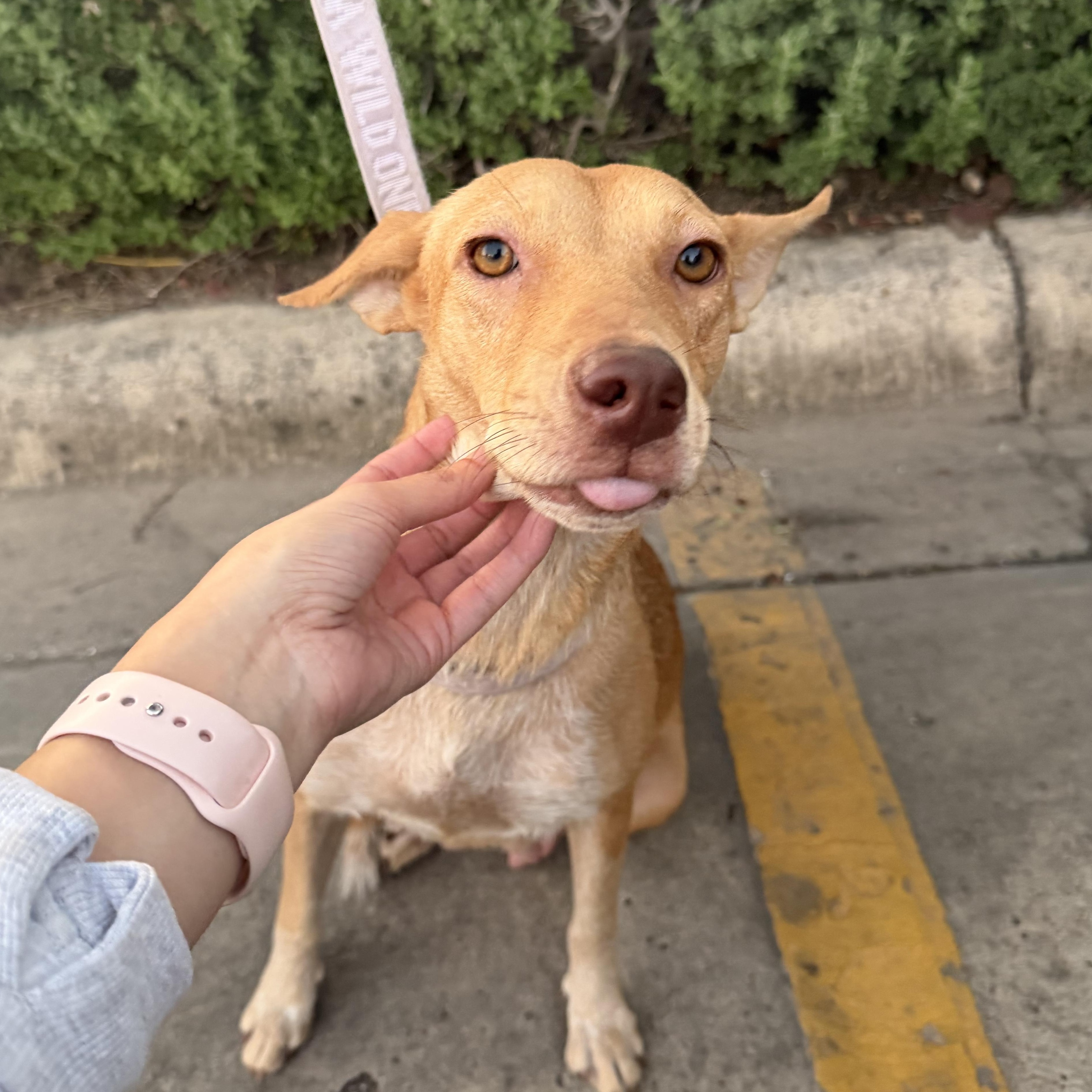 Enlarge Maddy, a Adoptable mixed breed in Minneapolis , MN image 3/4