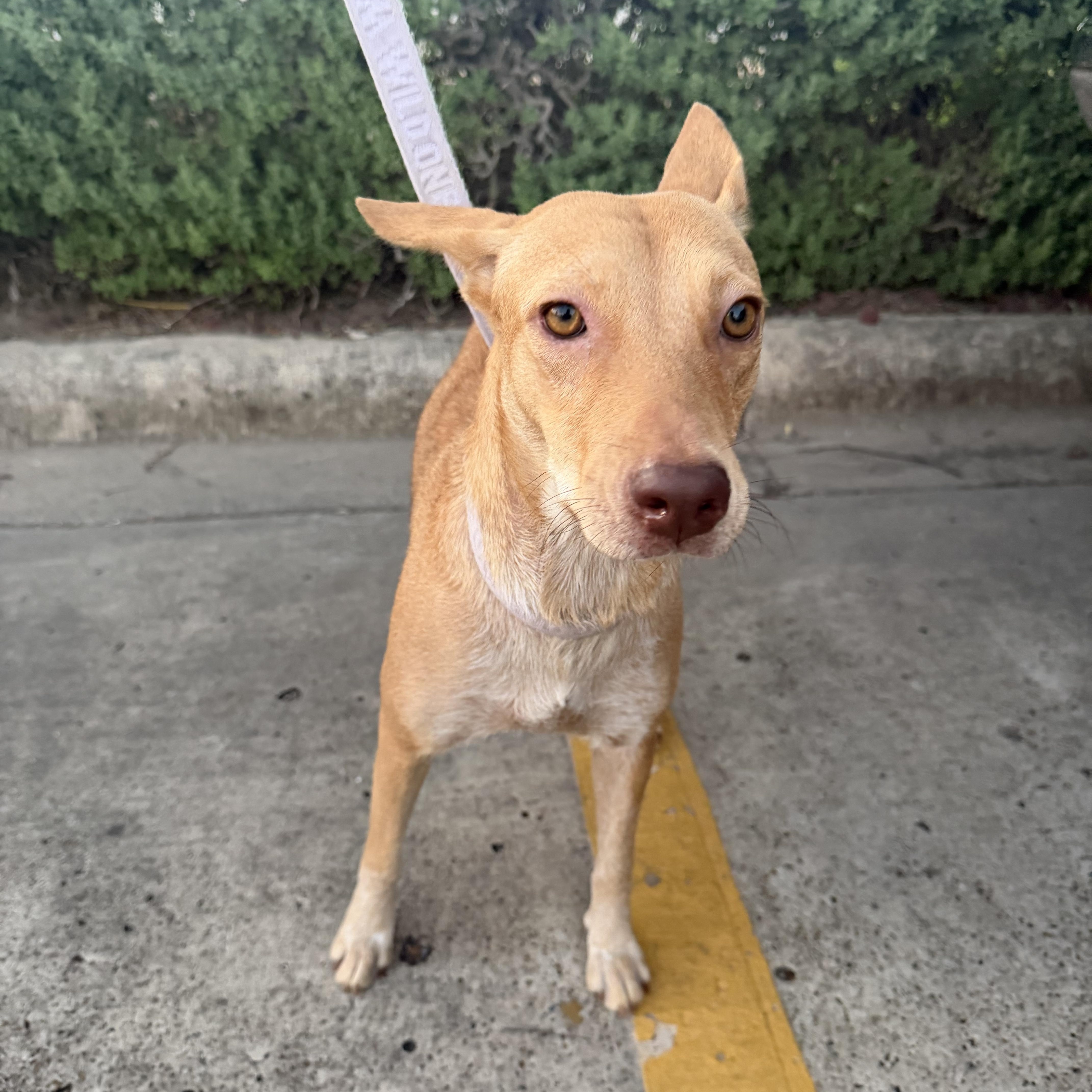 Maddy, Adoptable, Young Female German Pinscher & Whippet.
