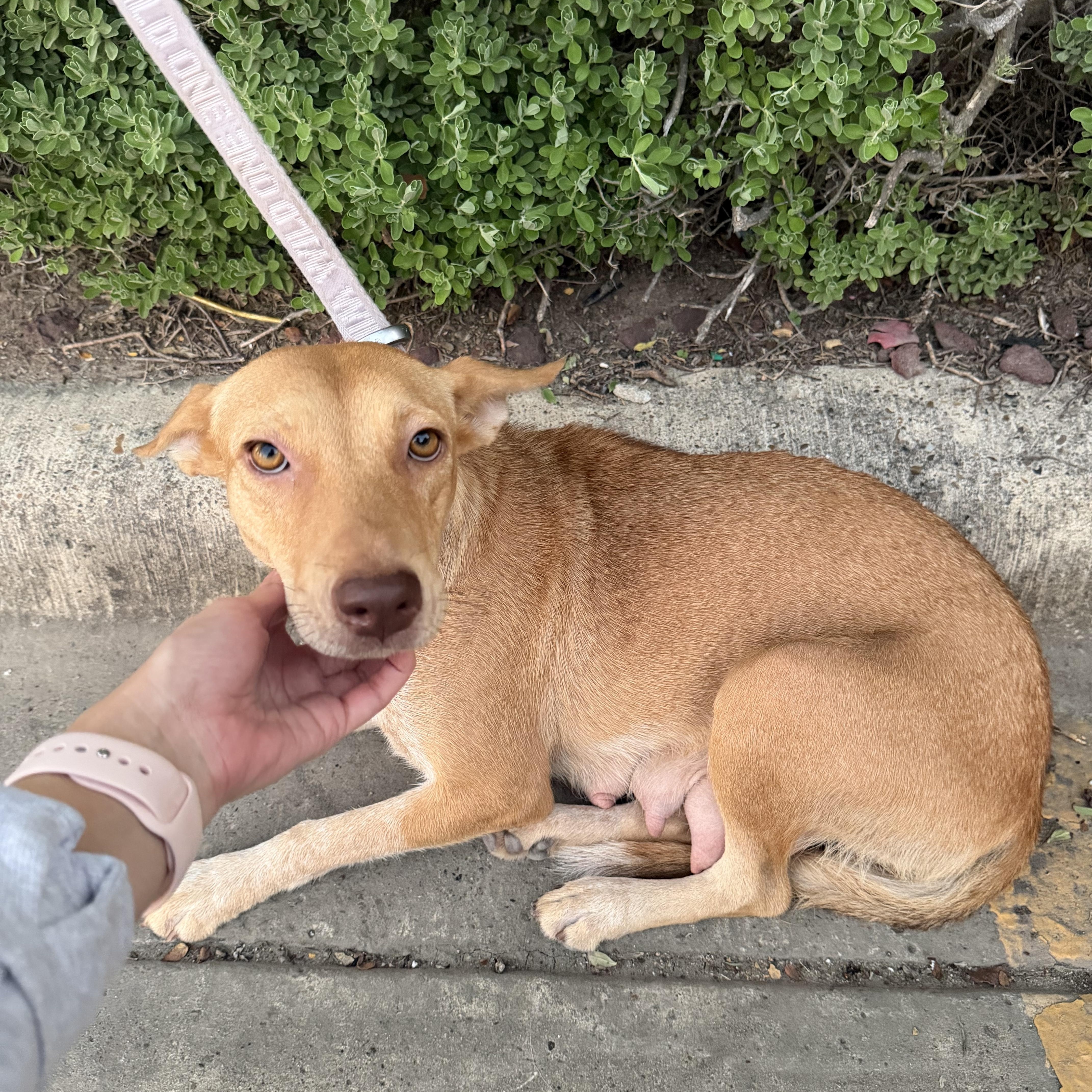Enlarge Maddy, a Adoptable mixed breed in Minneapolis , MN image 4/4