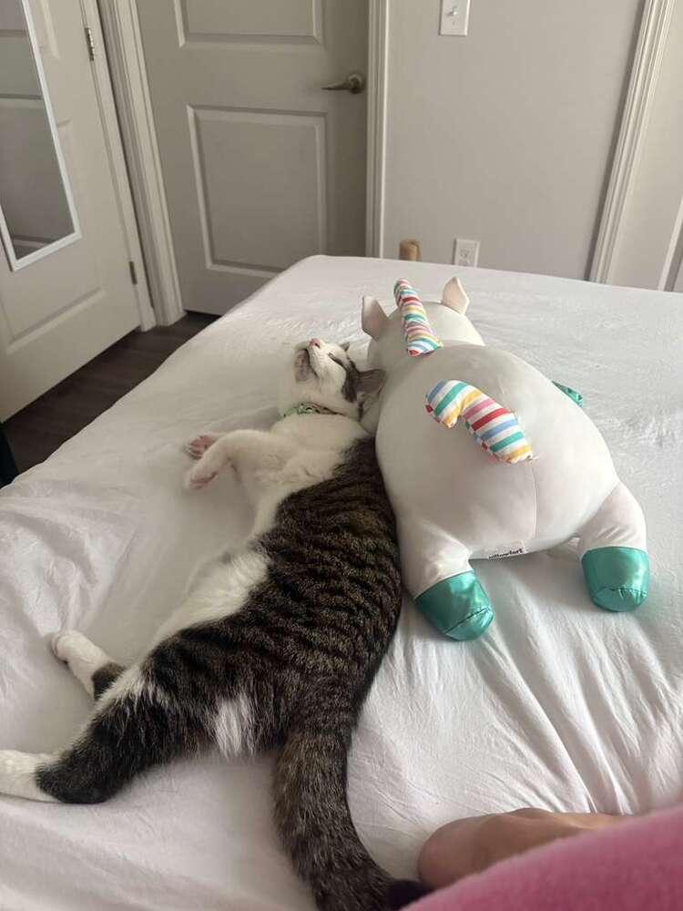 Macho, Adoptable, Kitten Male Domestic Short Hair.