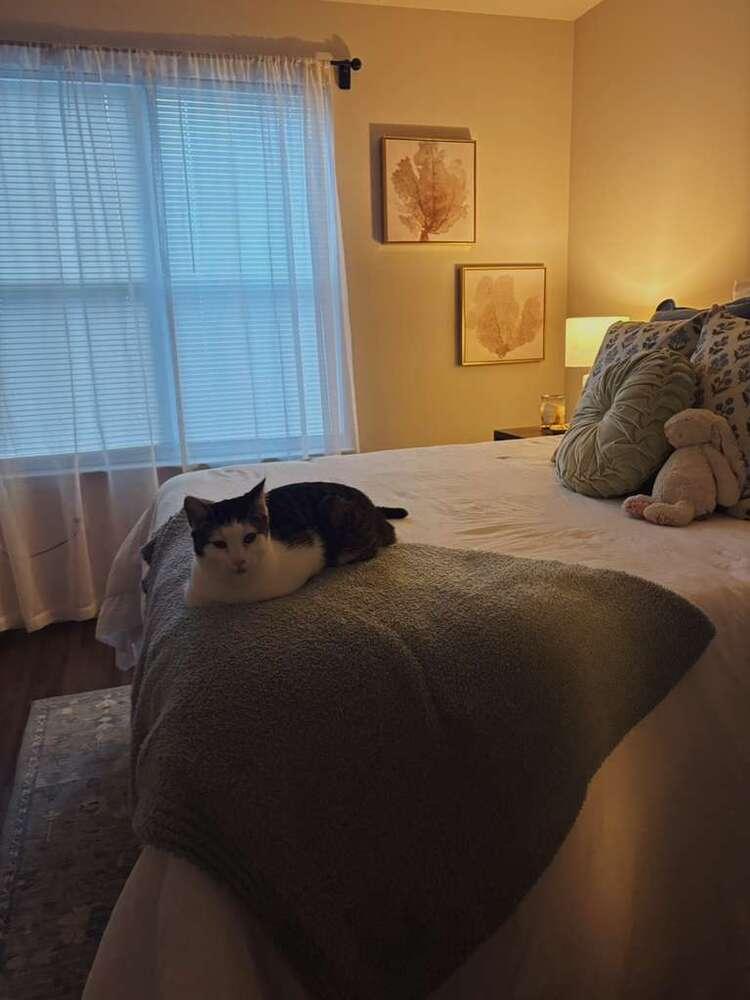 Macho, a Adoptable Domestic Short Hair in Statesboro, GA image 2/6