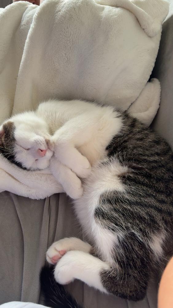 Macho, a Adoptable Domestic Short Hair in Statesboro, GA image 3/6