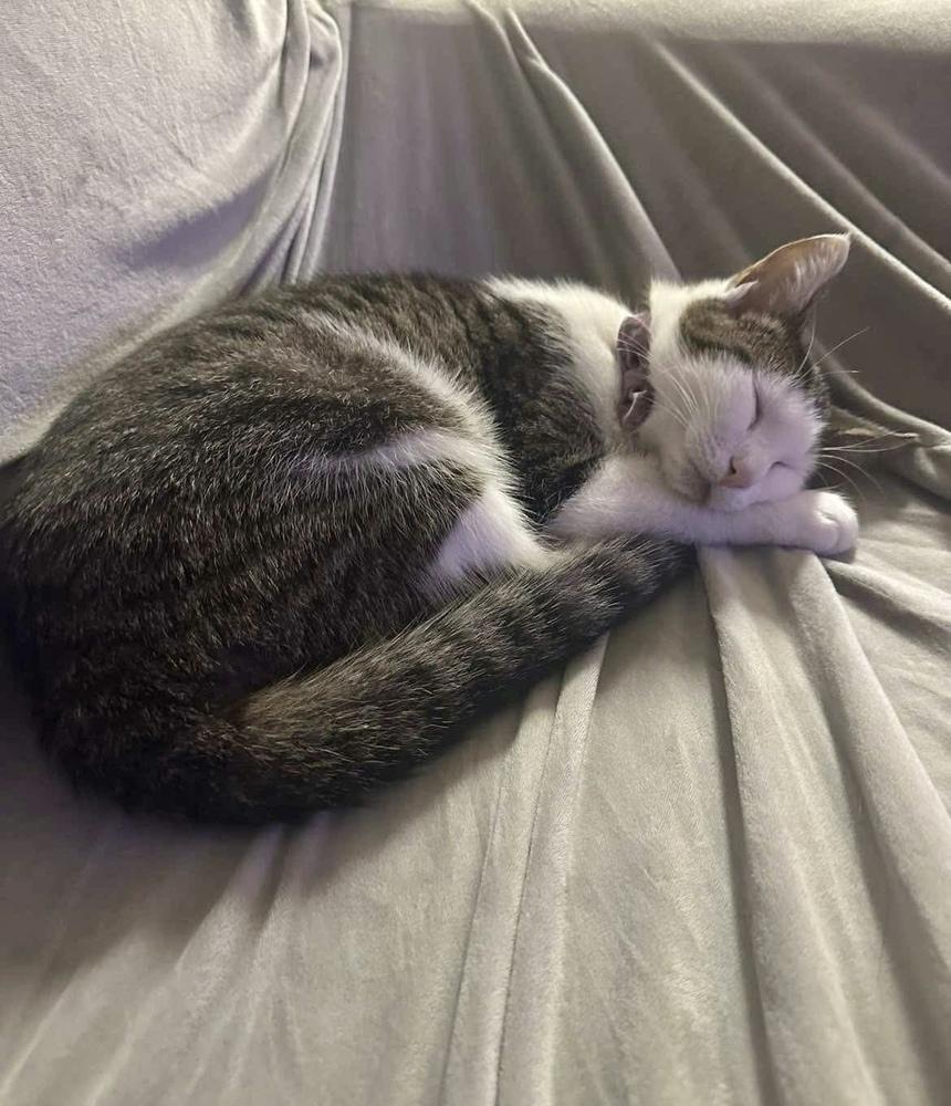 Macho, a Adoptable Domestic Short Hair in Statesboro, GA image 4/6