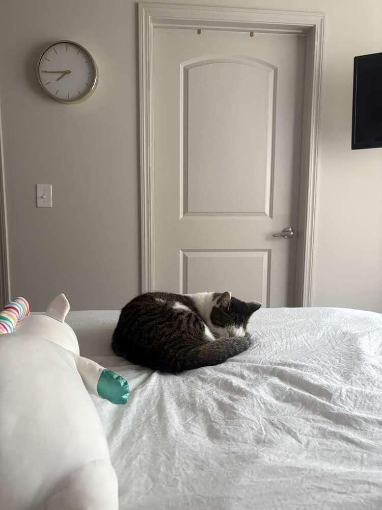 Macho, a Adoptable Domestic Short Hair in Statesboro, GA image 5/6