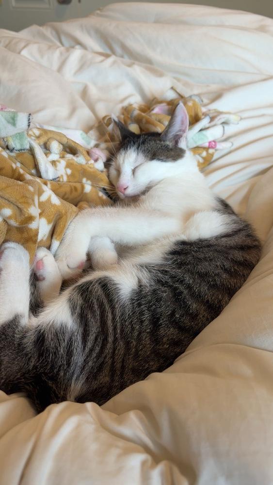 Macho, a Adoptable Domestic Short Hair in Statesboro, GA image 6/6