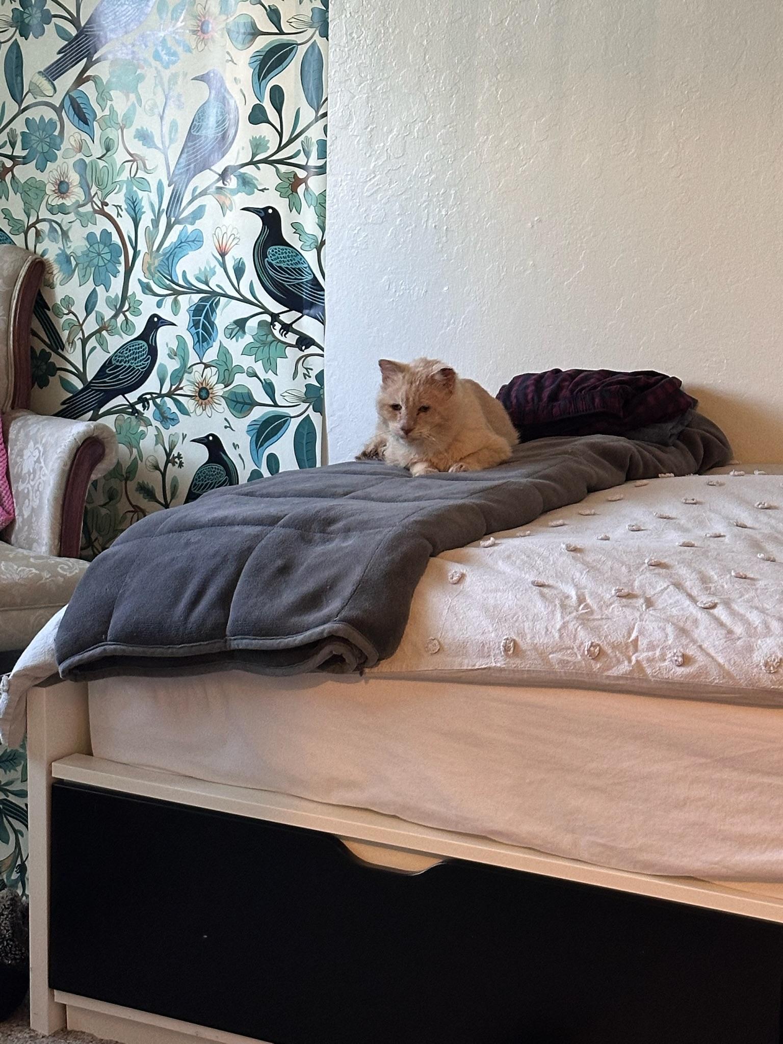 Enlarge Sam, an adoptable Tabby in San Carlos, CA image 3/6