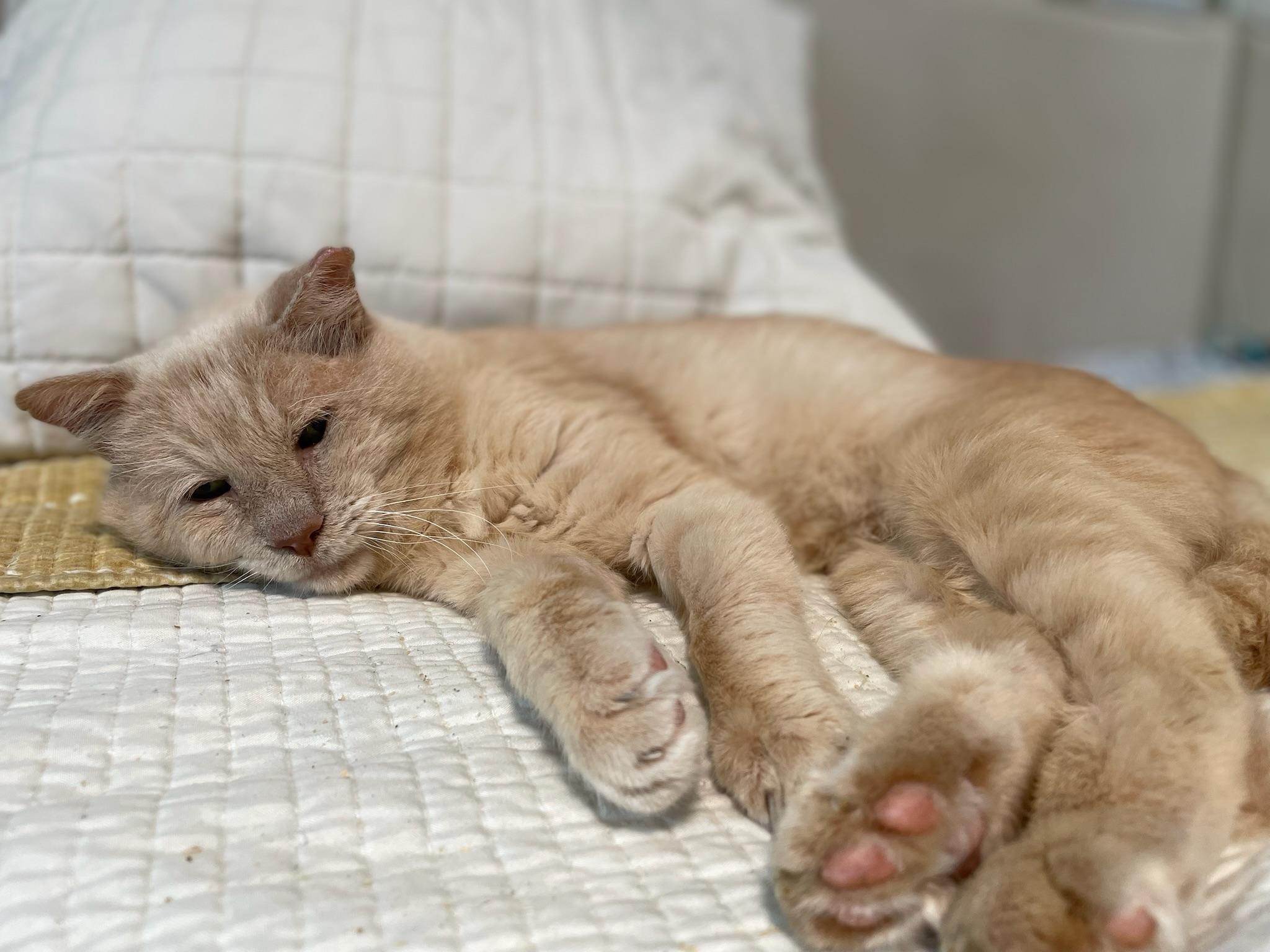 Enlarge Sam, an adoptable Tabby in San Carlos, CA image 4/6