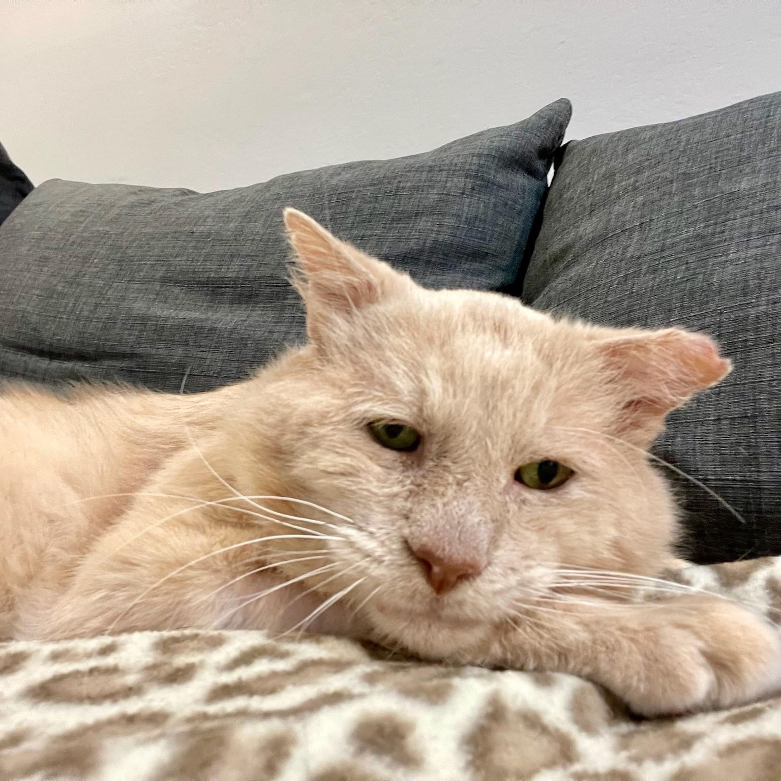 Enlarge Sam, an adoptable Tabby in San Carlos, CA image 6/6