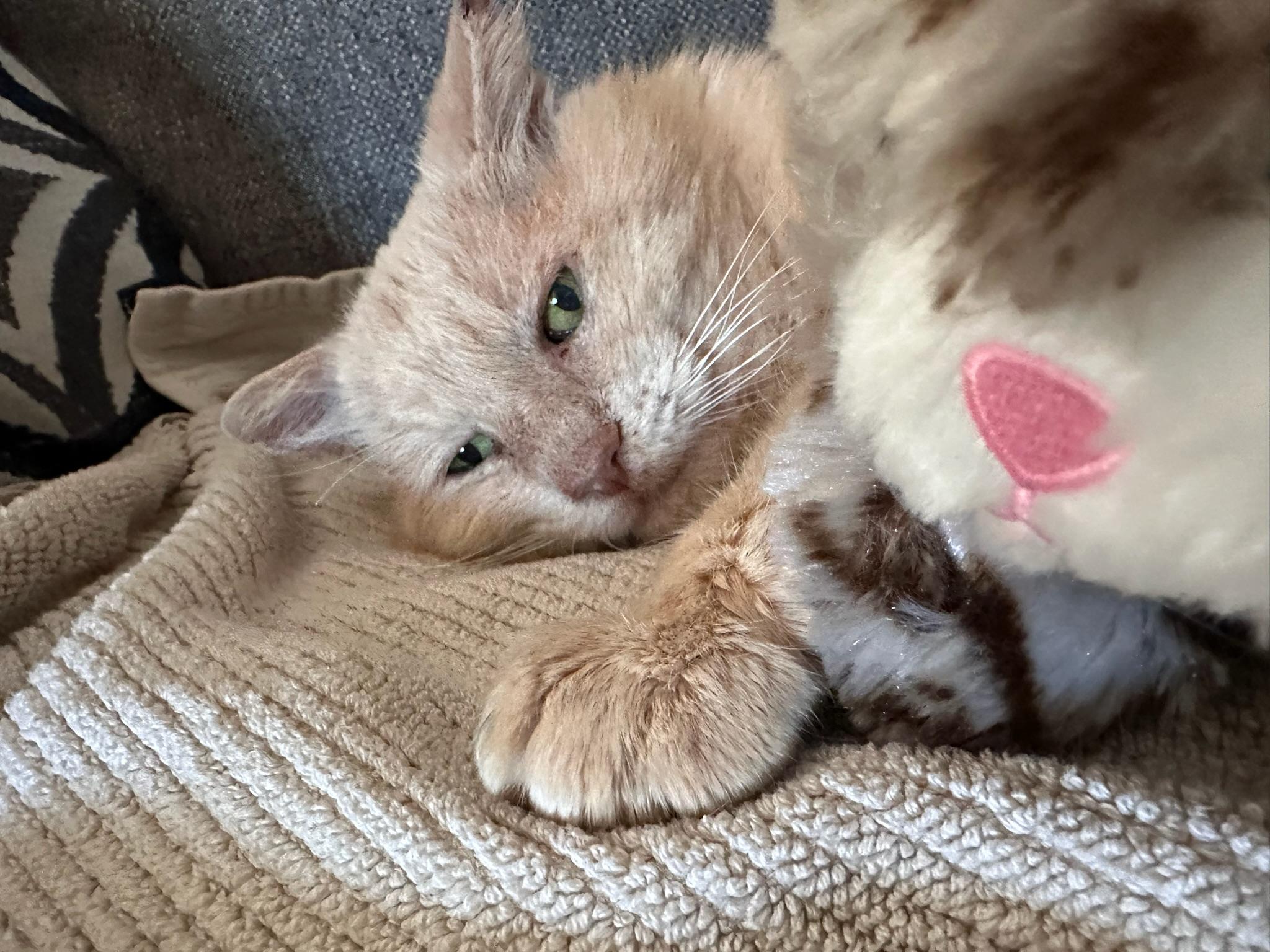 Enlarge Sam, an adoptable Tabby in San Carlos, CA image 2/6