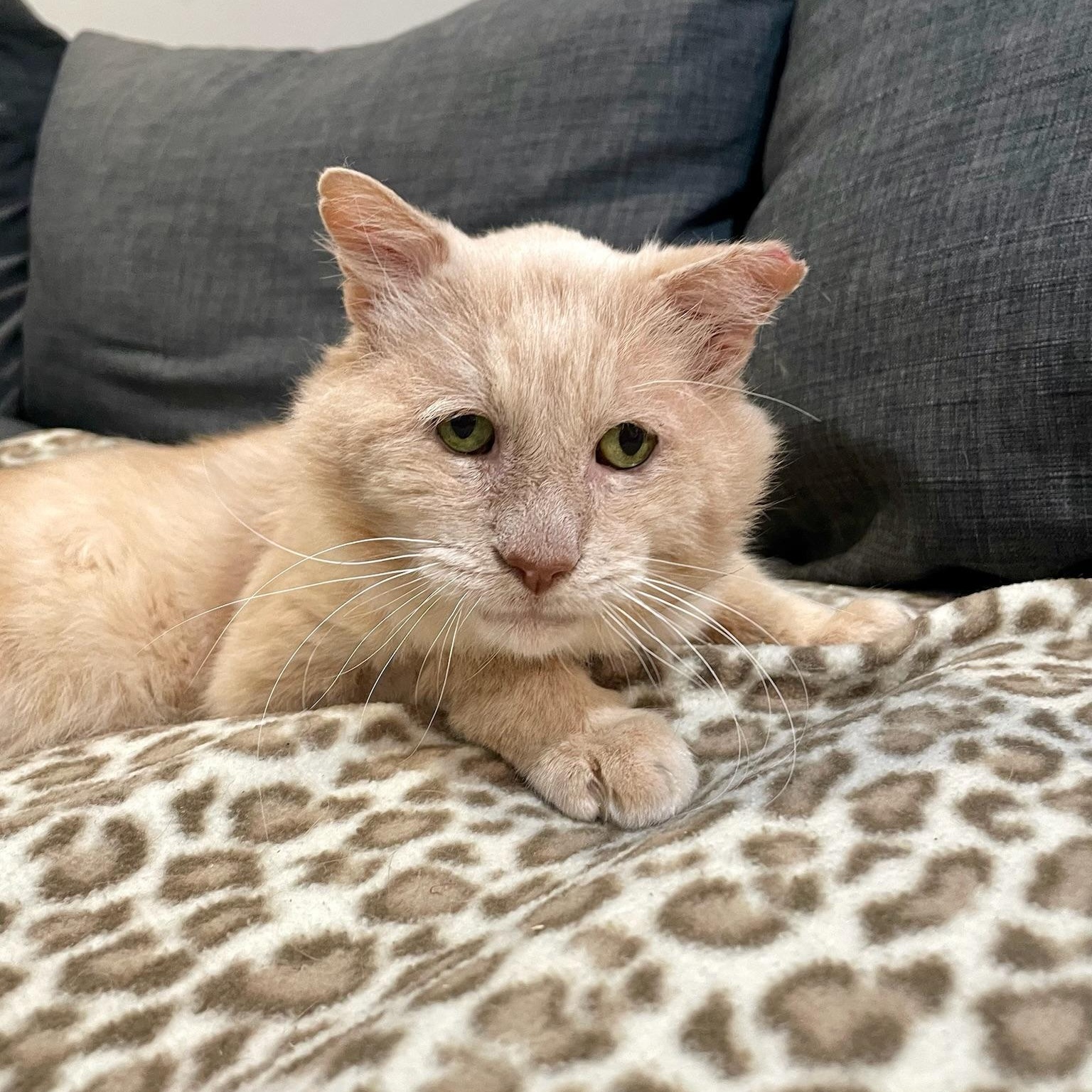 Sam, adoptable, Senior Male Tabby.