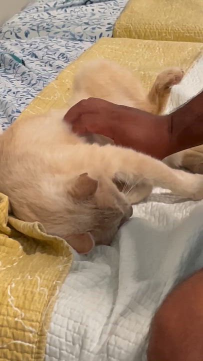 Enlarge Sam, an adoptable Tabby in San Carlos, CA video 5/6