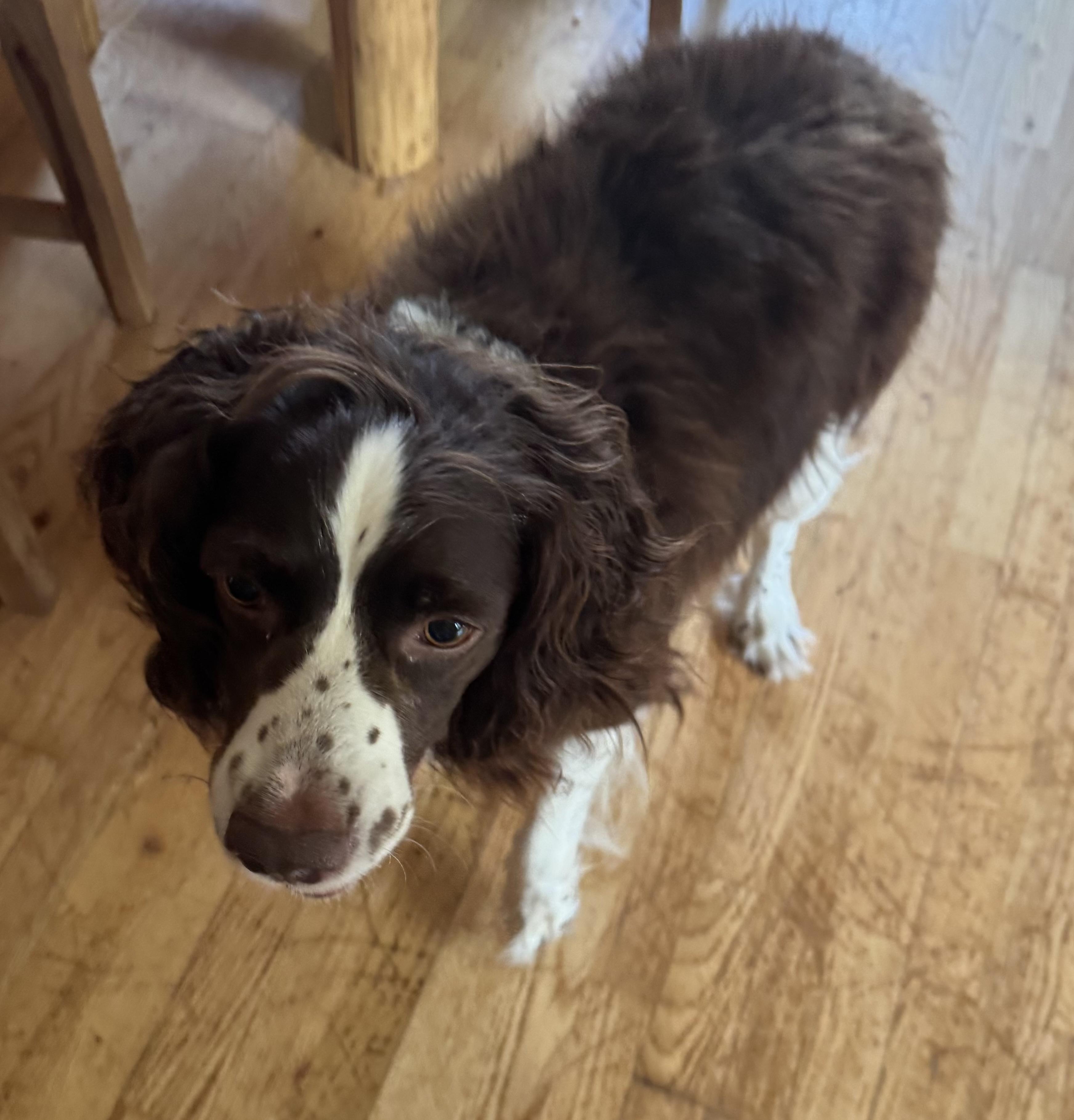 Randy, a ADOPTABLE English Cocker Spaniel in Glenwood City, WI image 3/3