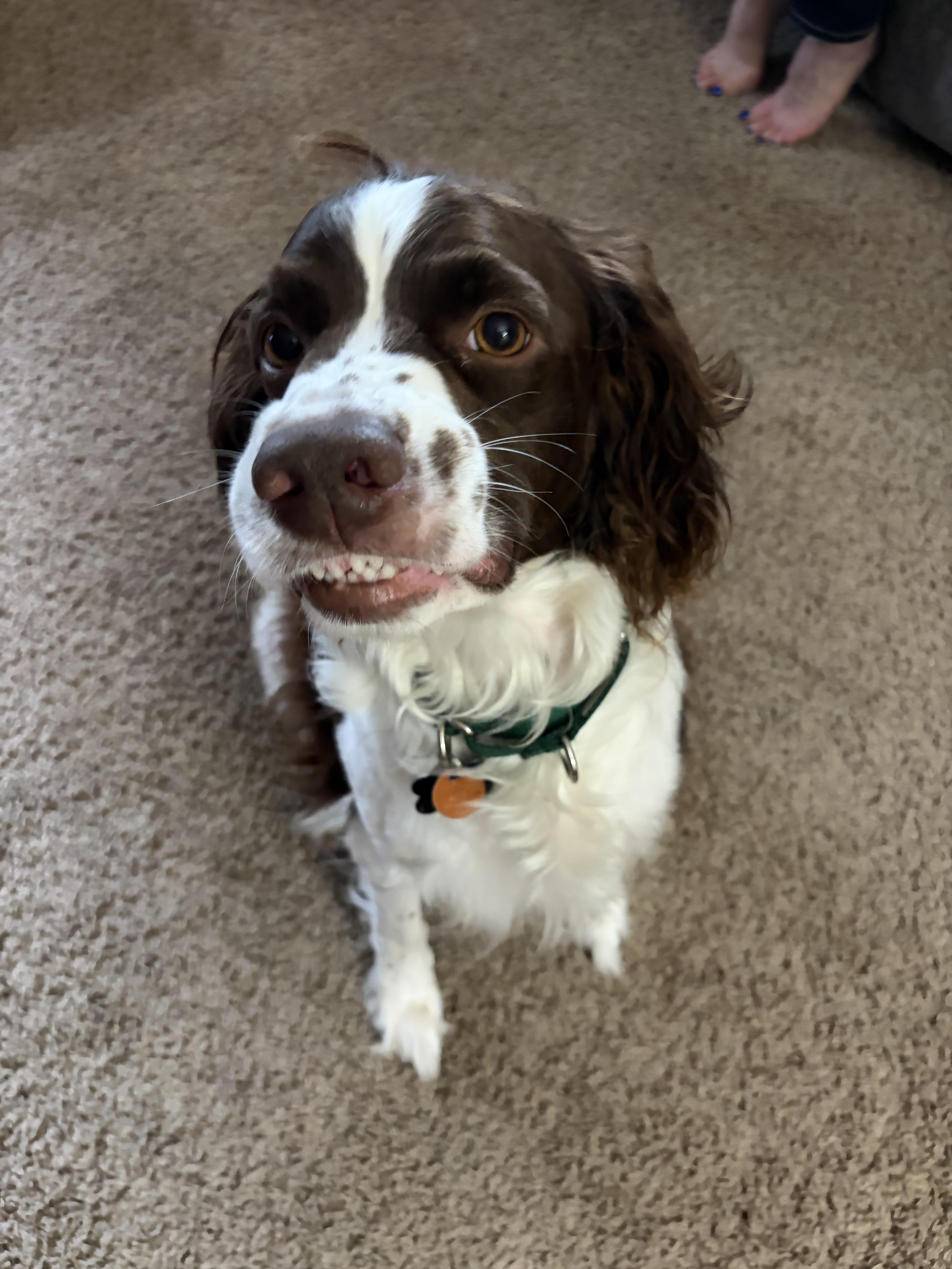 Randy, a ADOPTABLE English Cocker Spaniel in Glenwood City, WI image 2/3