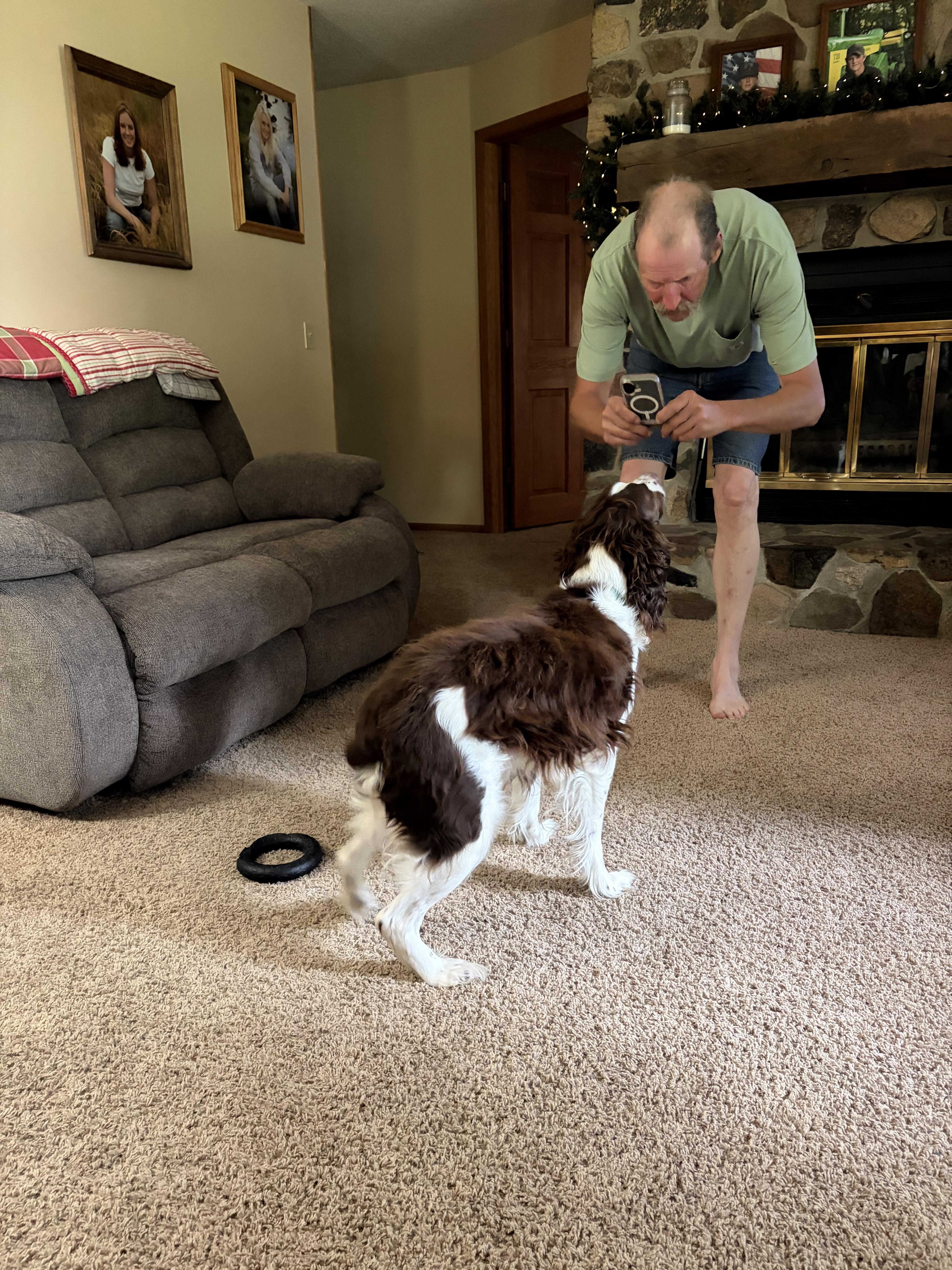 Randy, ADOPTABLE, Adult Male English Cocker Spaniel.