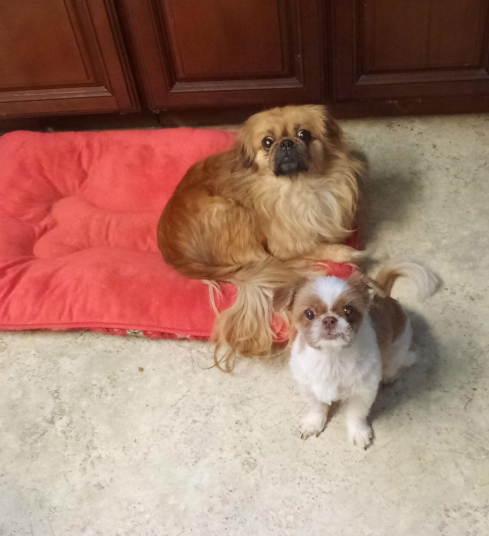 Enlarge Griffin, a Adopted Pekingese in Oakdale, TN image 2/2