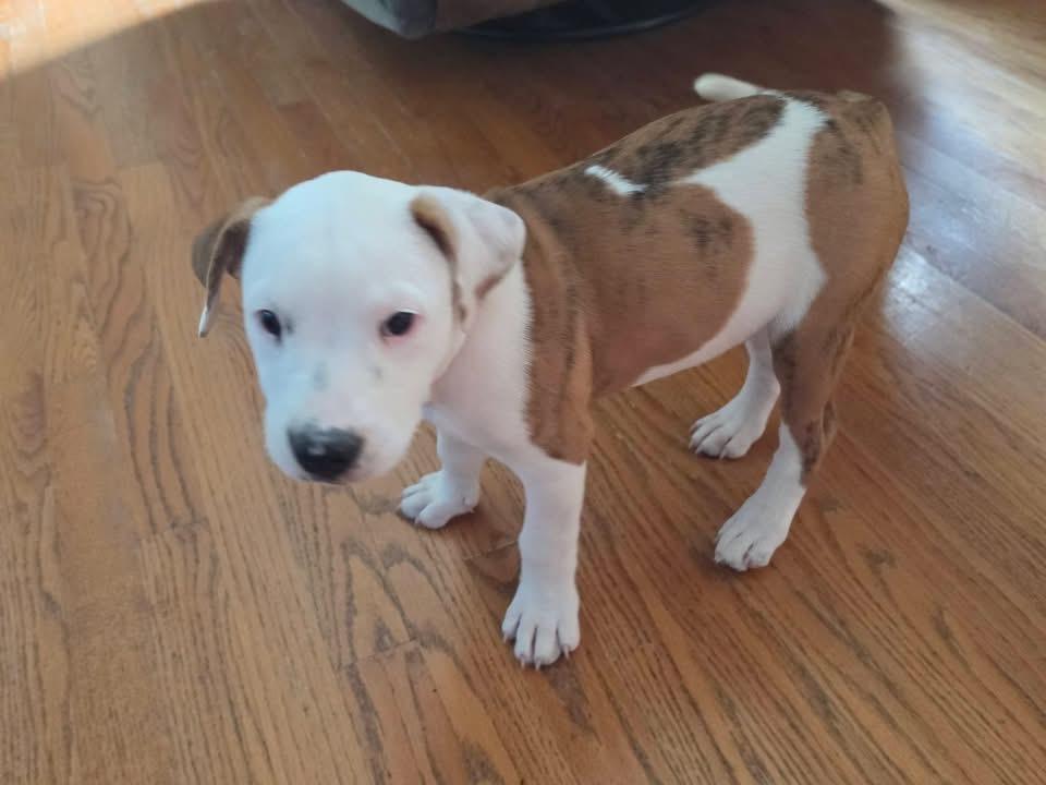 Enlarge Shenandoah- Orange, a Adoptable Catahoula Leopard Dog in Charlotte, MI image 2/3