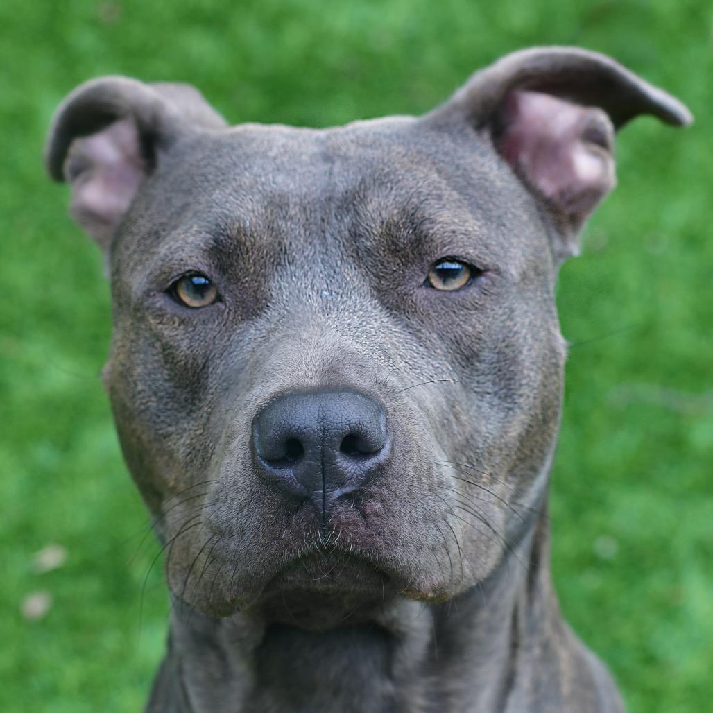 Sugarplum, Adoptable, Adult Female Pit Bull Terrier.