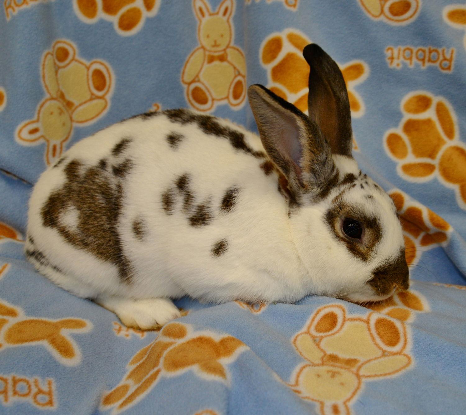 Cruz, Adoptable, Young Male English Spot.