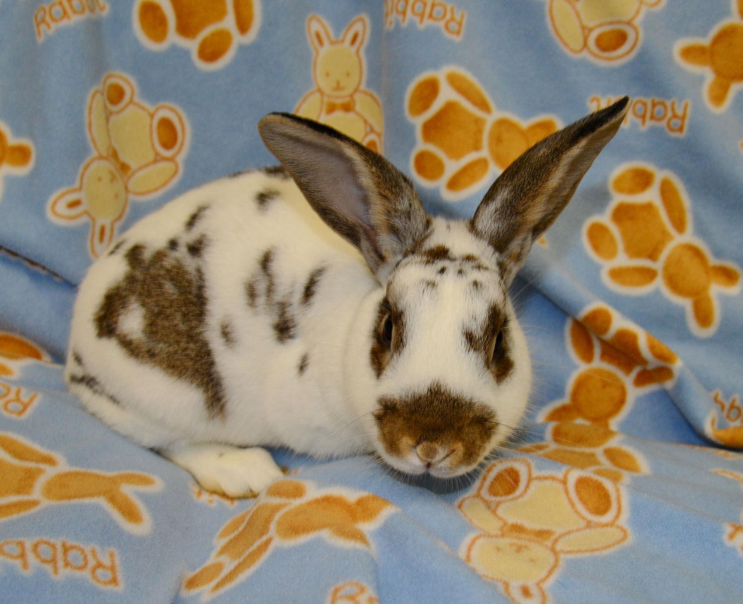 Enlarge Cruz, a Adoptable English Spot in Chesterfield, MO image 2/2