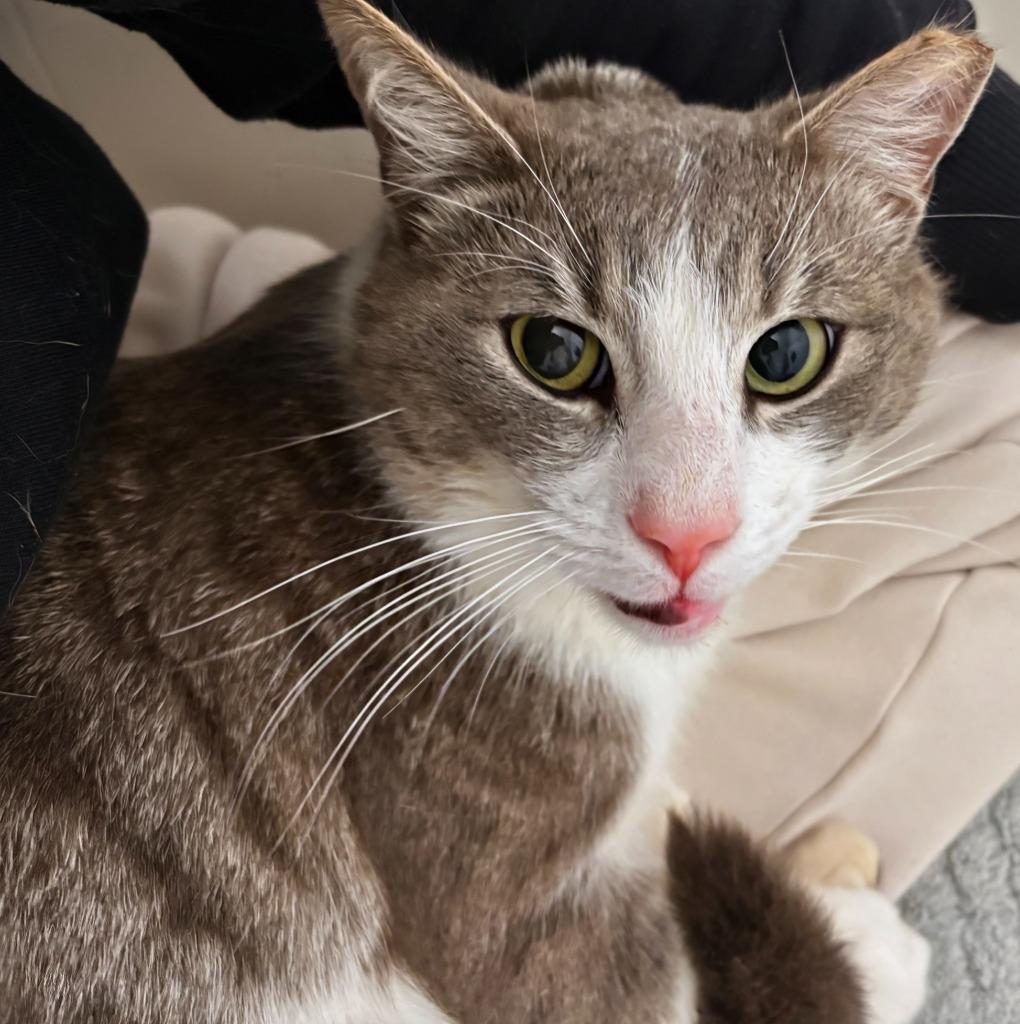 Bunny, a Adoptable mixed breed in Evans, GA image 2/2