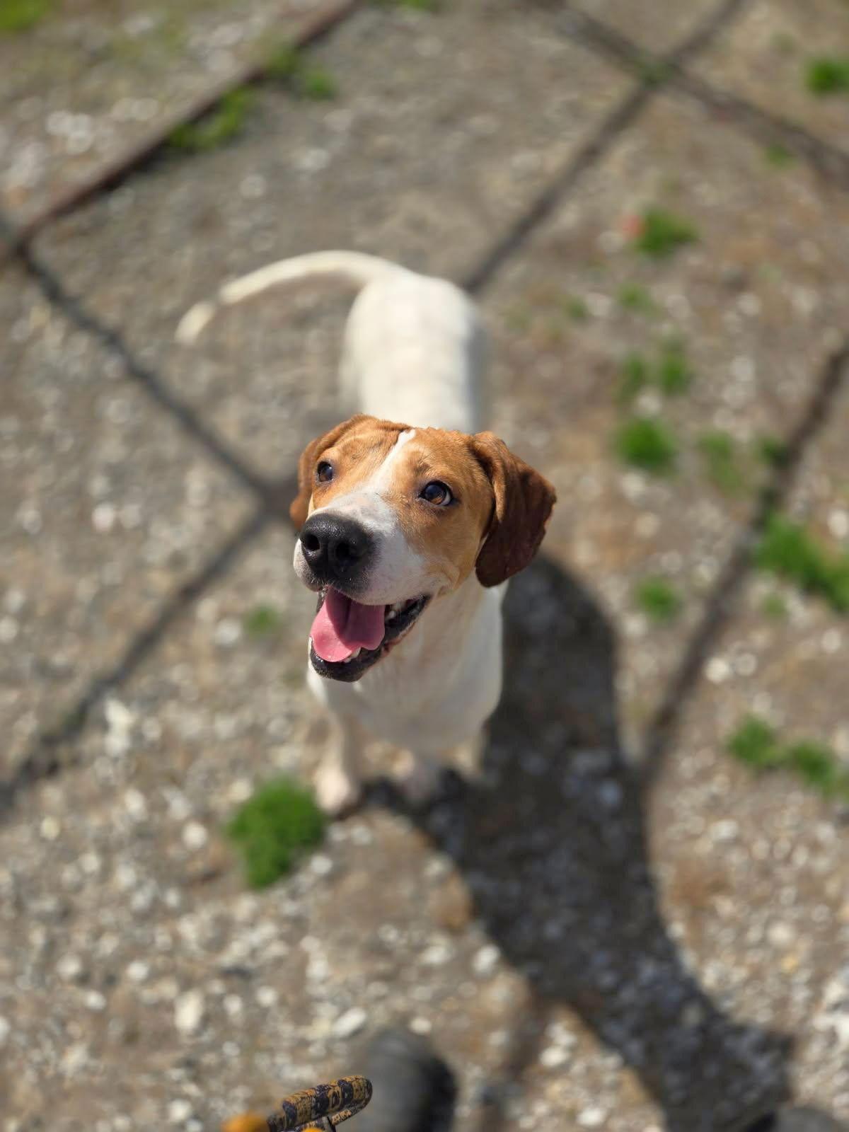 Enlarge Sugar, a Adoptable Hound in Chatsworth, GA image 1/2