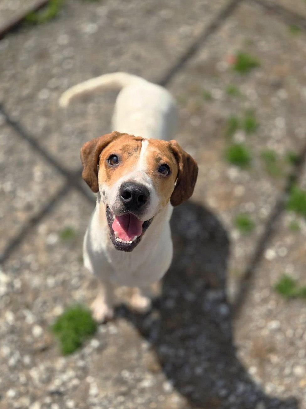 Enlarge Sugar, a Adoptable Hound in Chatsworth, GA image 2/2
