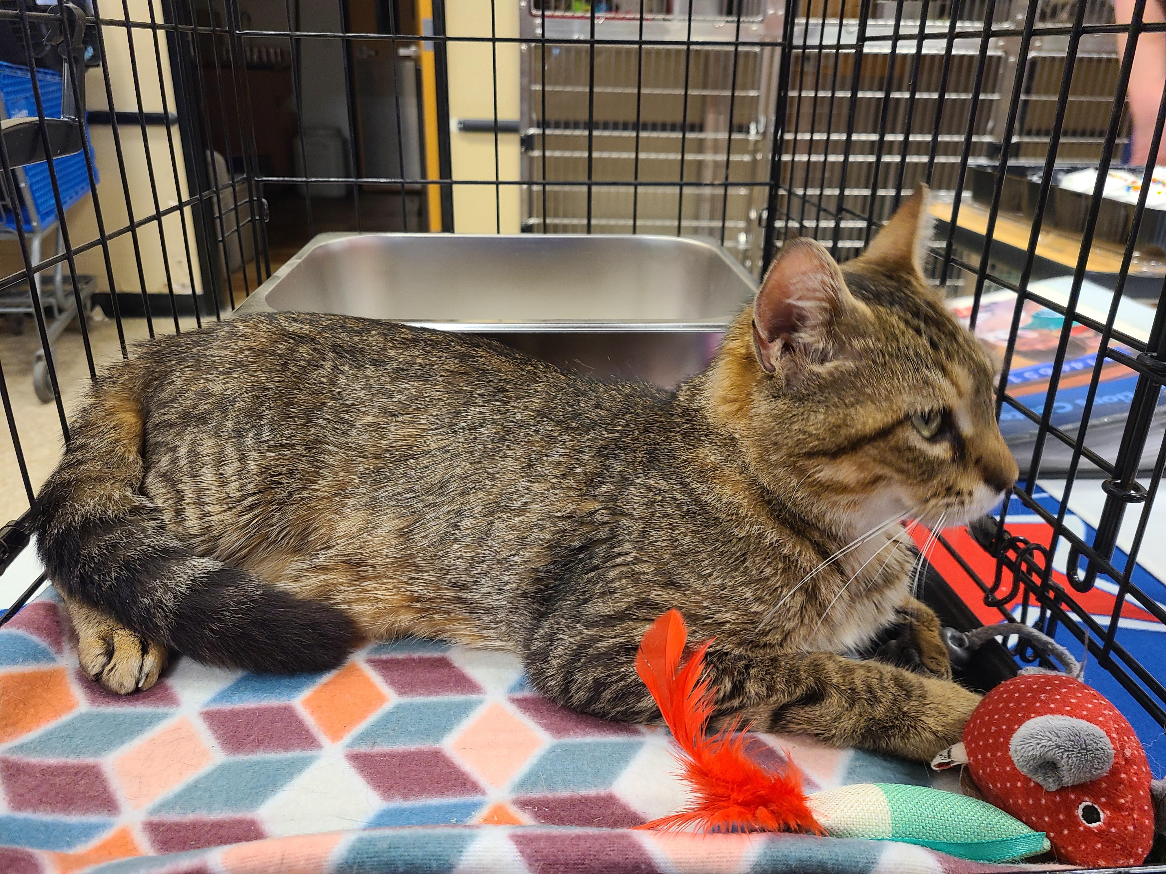 Meesha, a Adoptable Domestic Short Hair in Gerrardstown, WV image 3/3