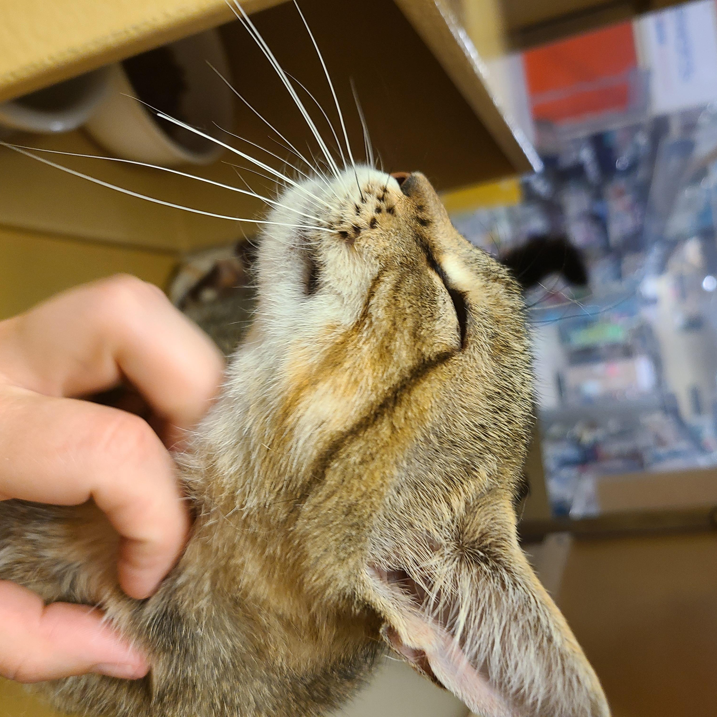 Meesha, a Adoptable Domestic Short Hair in Gerrardstown, WV image 1/3