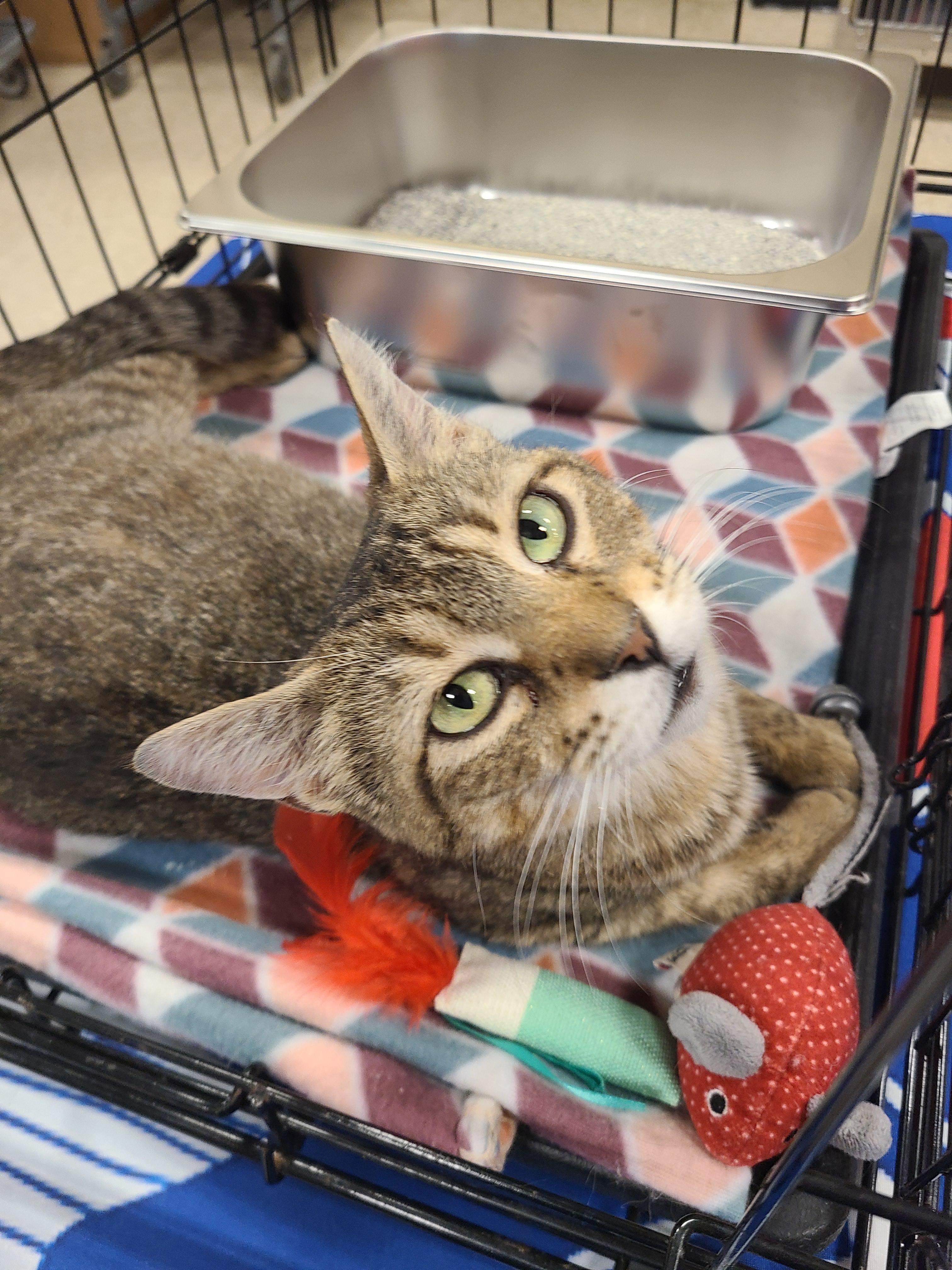Meesha, a Adoptable Domestic Short Hair in Gerrardstown, WV image 2/3