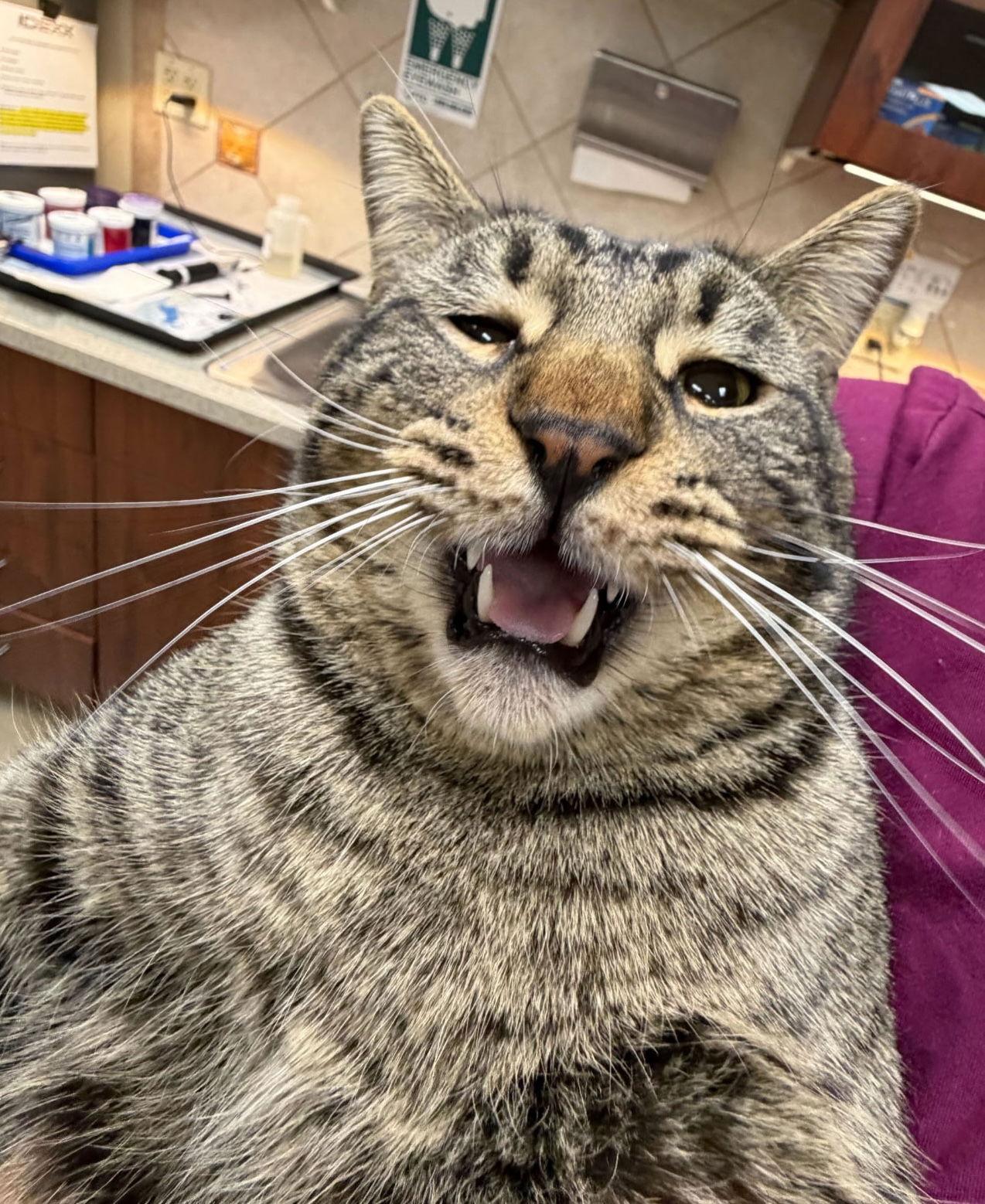 Enlarge Frosty, a Adopted mixed breed in Buford, GA image 3/3