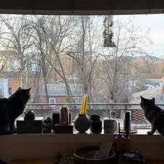 Enlarge Henry, a Adoptable Domestic Short Hair in Charlottesville, VA image 1/6