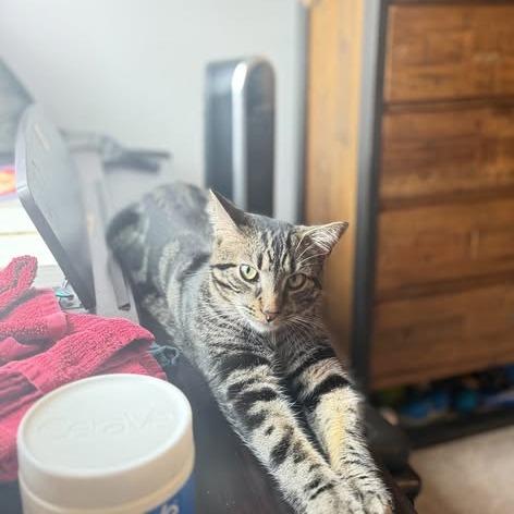 Enlarge Henry, a Adoptable Domestic Short Hair in Charlottesville, VA image 1/6