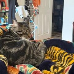 Enlarge Henry, a Adoptable Domestic Short Hair in Charlottesville, VA image 2/6