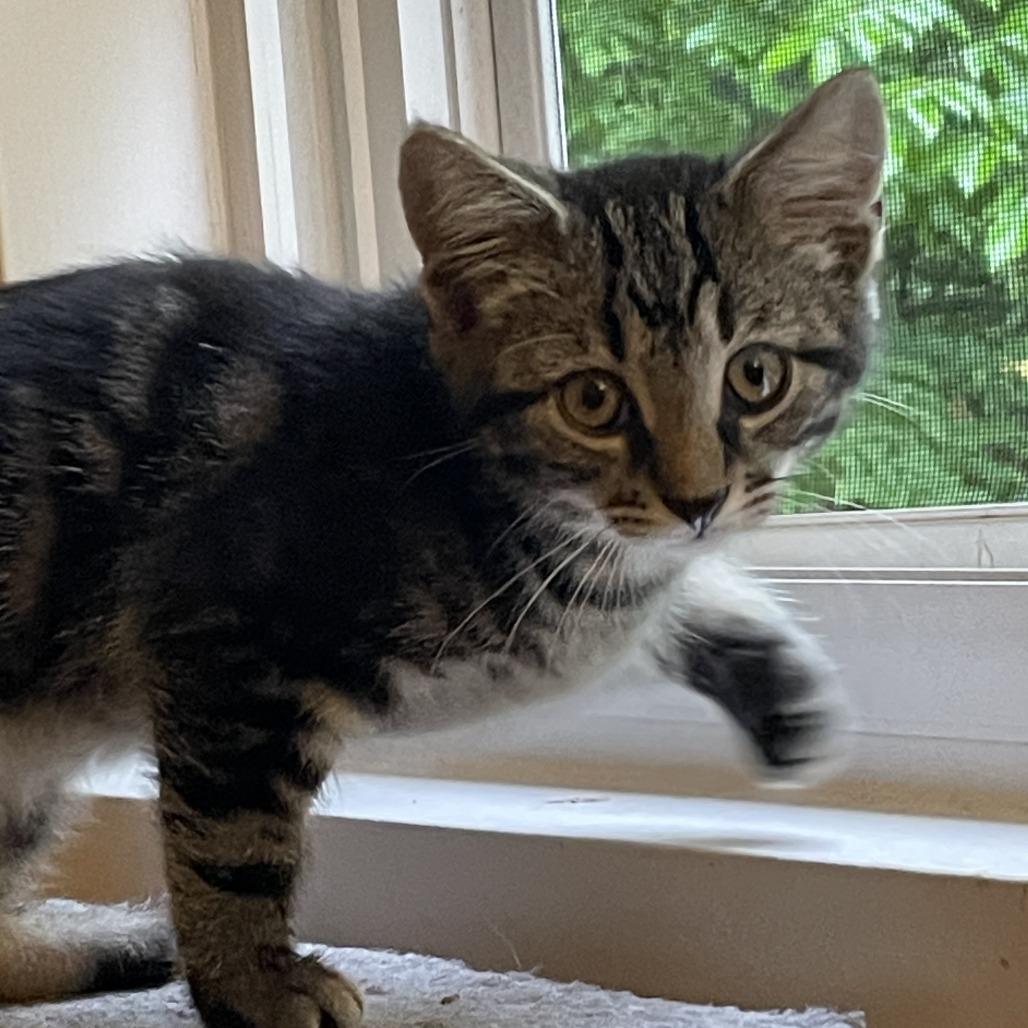 Enlarge Henry, a Adoptable Domestic Short Hair in Charlottesville, VA image 5/6