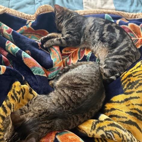 Enlarge Henry, a Adoptable Domestic Short Hair in Charlottesville, VA image 5/6