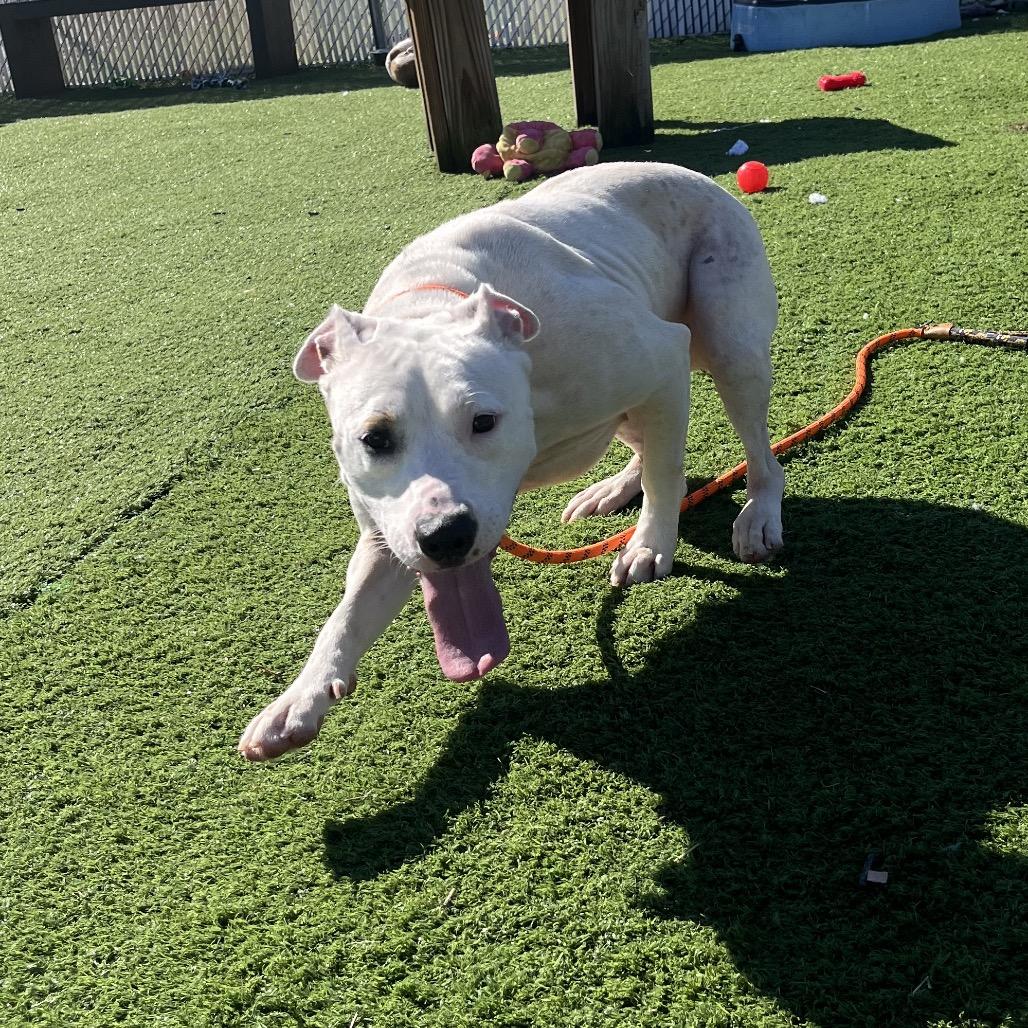 Enlarge Kaya, a Adoptable Pit Bull Terrier in Bristol, IN image 1/5