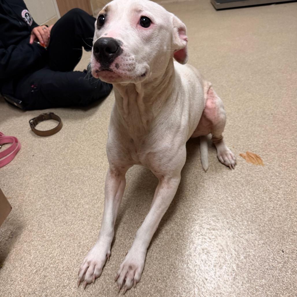 Enlarge Kaya, a Adoptable Pit Bull Terrier in Bristol, IN image 2/5