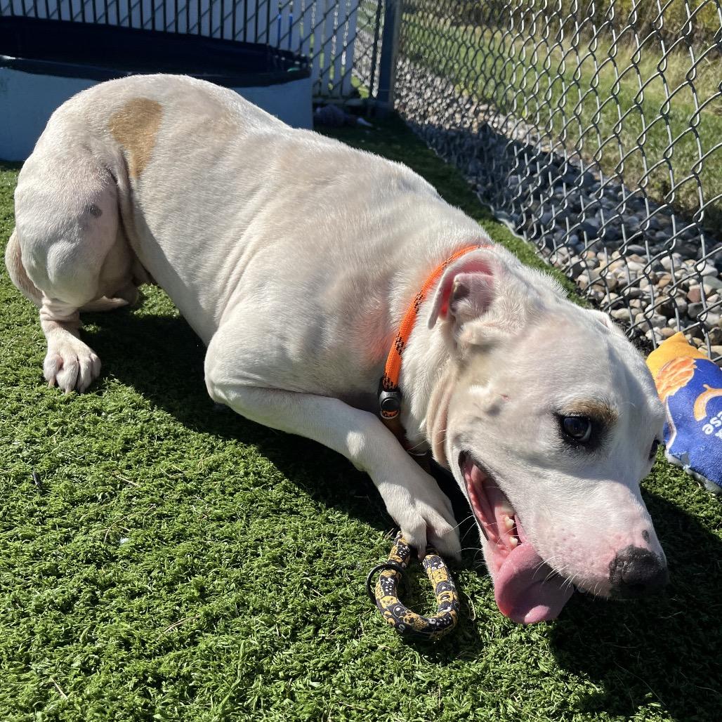 Enlarge Kaya, a Adoptable Pit Bull Terrier in Bristol, IN image 3/5