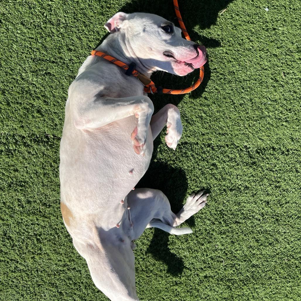 Enlarge Kaya, a Adoptable Pit Bull Terrier in Bristol, IN image 4/5