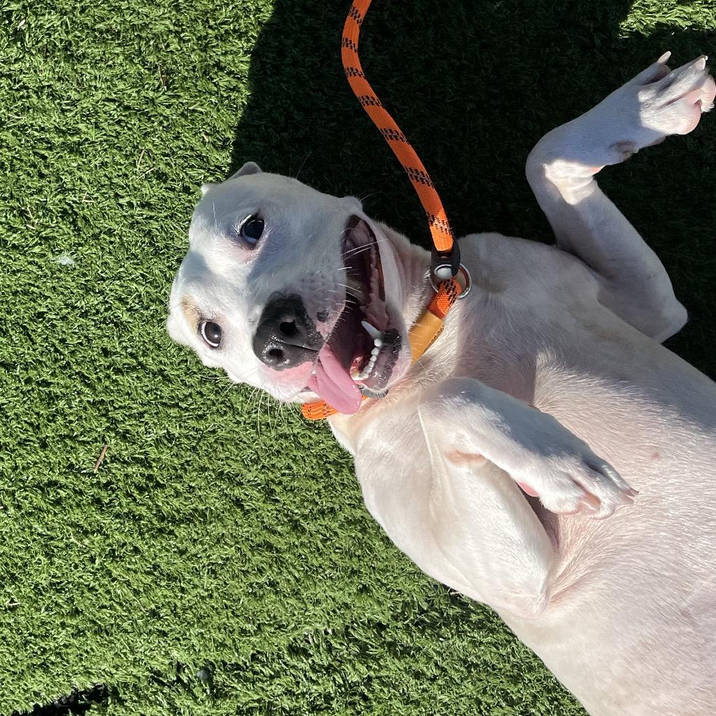 Enlarge Kaya, a Adoptable Pit Bull Terrier in Bristol, IN image 5/5