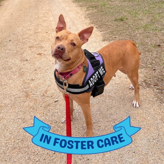 Enlarge DIAMOND, a Adoptable mixed breed in Tallahassee, FL image 1/1