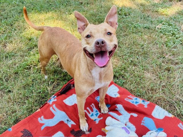 Enlarge DIAMOND, a Adoptable mixed breed in Tallahassee, FL image 1/1