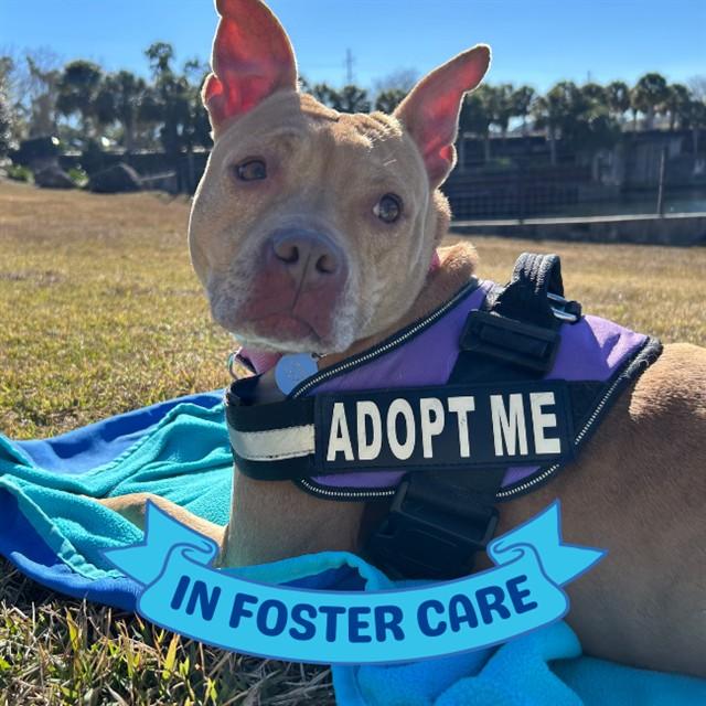 DIAMOND, Adoptable, Adult Female American Staffordshire Terrier & Mixed Breed.