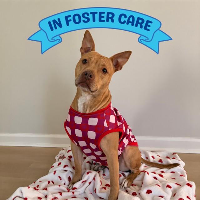 DIAMOND, Adoptable, Adult Female American Staffordshire Terrier & Mixed Breed.