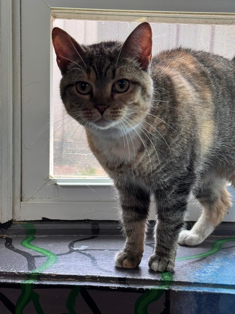 Molly, a Adoptable mixed breed in Shelbyville, TN image 2/2