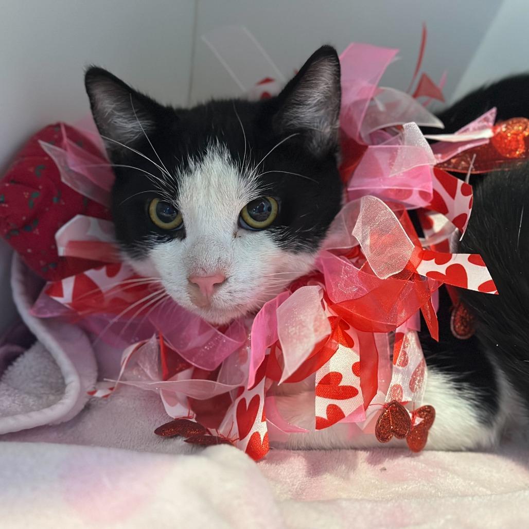 Josiah, Adoptable, Young Male Domestic Short Hair.