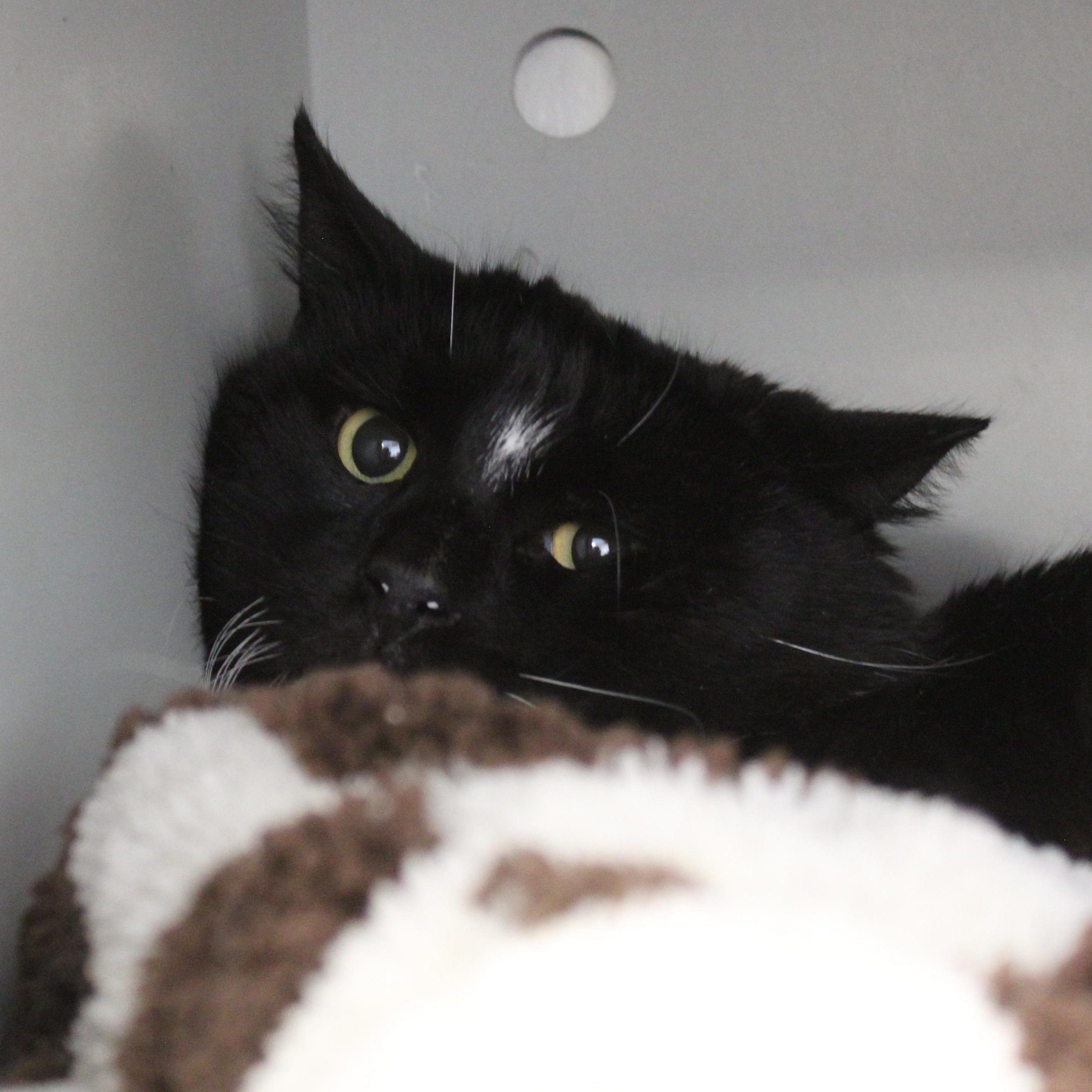 Enlarge Calamari [Spicy Kitty], an adoptable Domestic Medium Hair in Yucca Valley, CA image 1/1