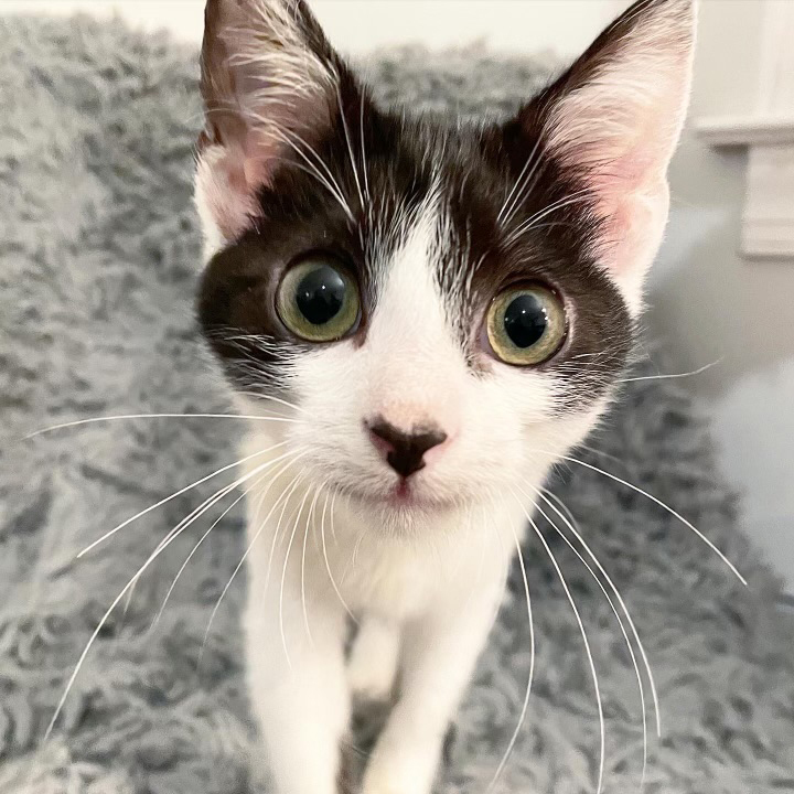 Fang, a Adopted Domestic Short Hair in Nags Head, NC image 1/4