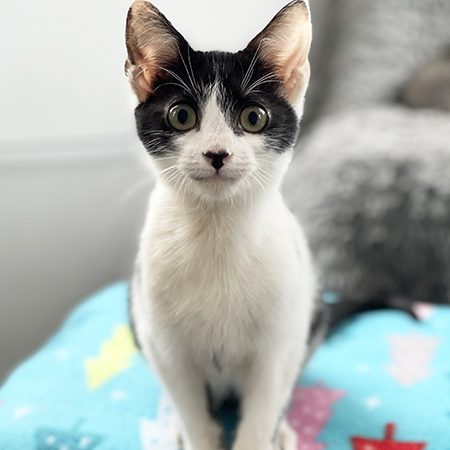 Fang, a Adopted Domestic Short Hair in Nags Head, NC image 2/4